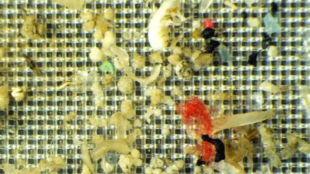 Микропластик в океане и его влияние на морских черепах