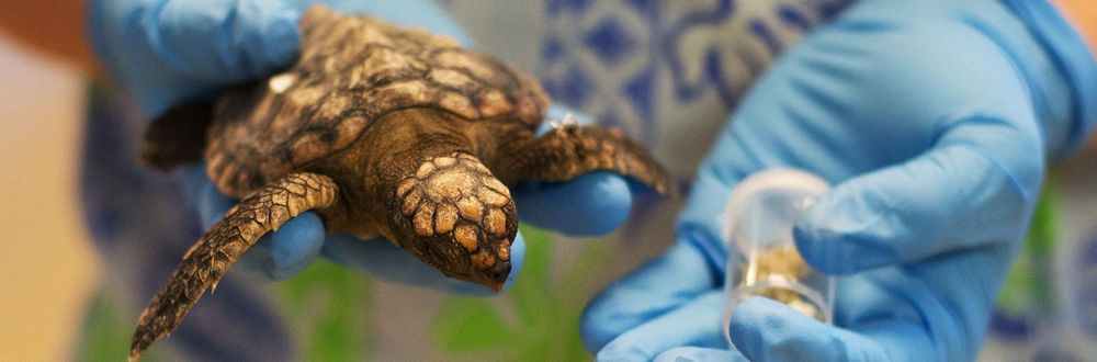 Микропластик в океане и его влияние на морских черепах