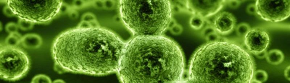 Грибы-сапрофиты и водоросли как конкуренты флокулообразующий бактерий