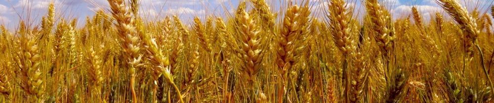 Характеристика стоков производства крахмала из пшеницы и риса