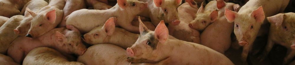 Трубопровод для биогаза на свинофермах Северной Каролины