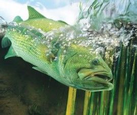 Нормативы и законодательство относительно ПДК веществ в сточных водах при сбросе в рыбхоз - окончание