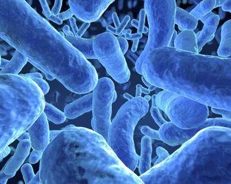 Общие понятия о бактериях и микроорганизмах активного ила, а так же основы их селекционного отбора