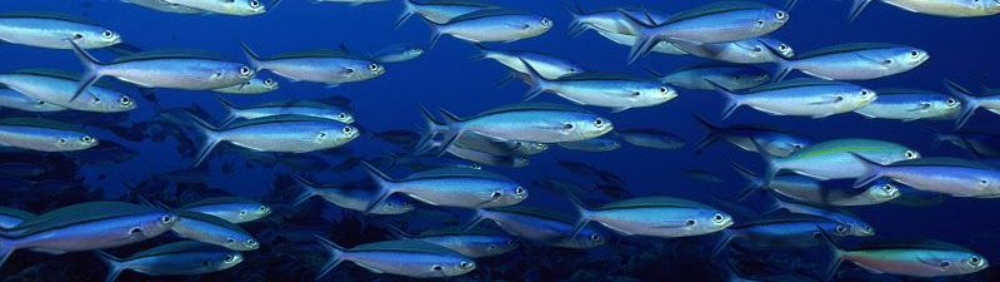 Уровень токсичности рыбы может не зависеть от места ее обитания