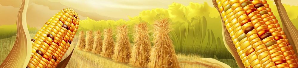 Кукуруза: биотопливо или еда?