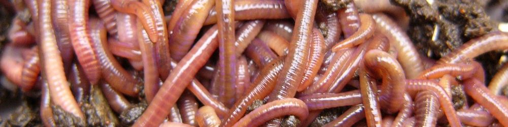 Виды червей и низшие животные биоценоза активного ила