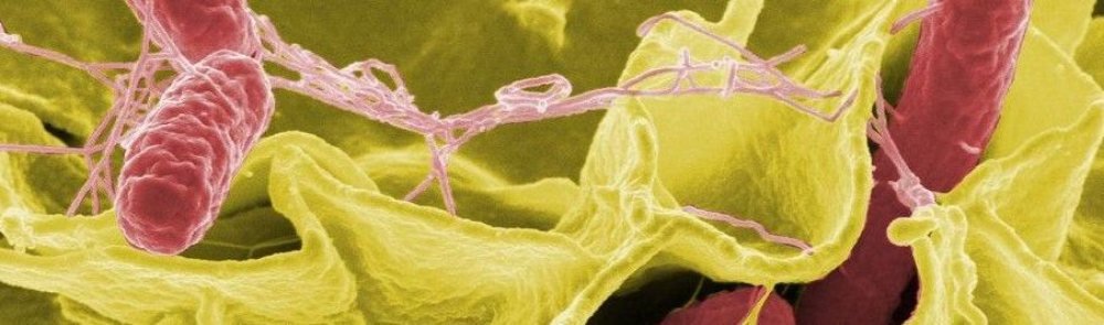 Взаимодействие между метаногенными и кислотообразующими бактериями анаэробного ила