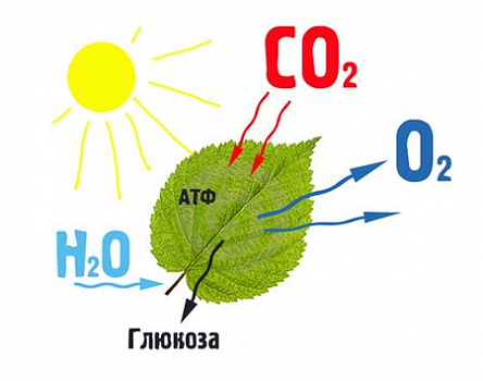 Очистка воздуха при помощи искусственного фотосинтеза