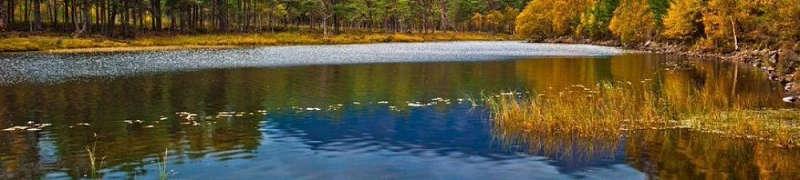 Вещества, стабилизирующие коллоидные растворы типа «масло в воде»