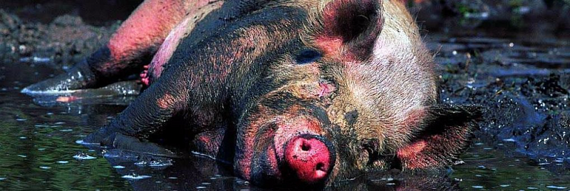 Режимы анаэробного сбраживания свиного навоза