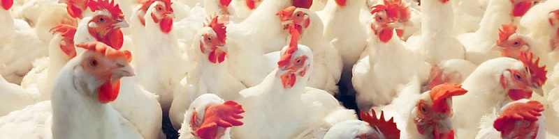 Очистка сточных вод птицефабрики по производству куриных яиц и яичного порошка