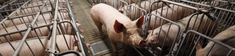 Навозосодержащие стоки свиноферм и свинокомплексов и способы их утилизации